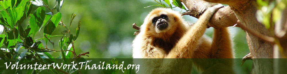 Volunteer Work Thailand