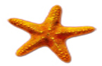 Starfish Country Home School Foundation
